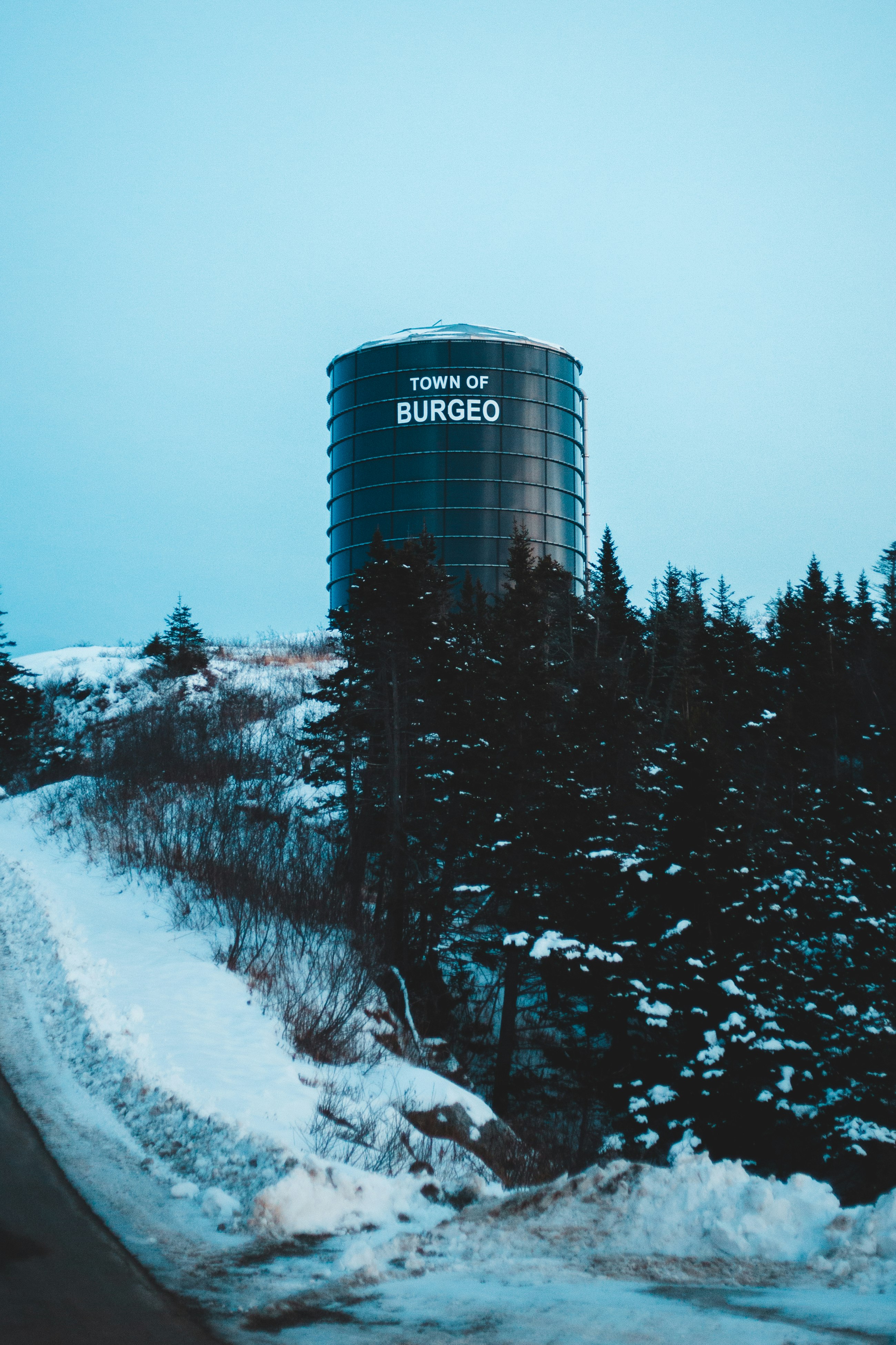 green trees near water tank